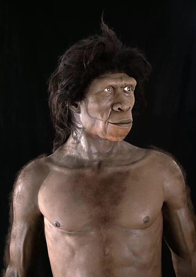 Homo ergaster. Человек работающий homo ergaster. хомо хабилис хомо эректус хомо эргастер.
