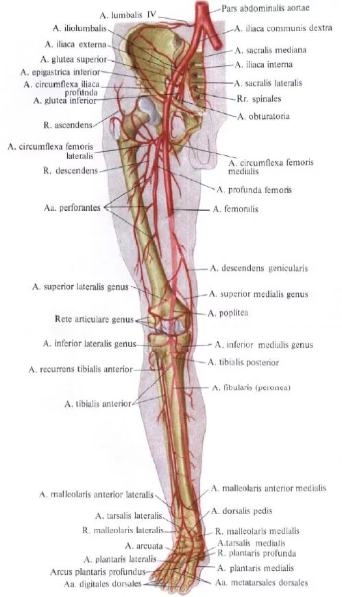 Артерии нижней конечности анатомия атлас. Артерии нижних конечностей анатомия схема. Ветви бедренной артерии схема. Сосуды бедра анатомия. По дну чего проложена артерия жизни
