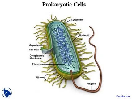 Prokaryotic Cells - Plant Biology - Lecture Slides Презентации Биология Docsity