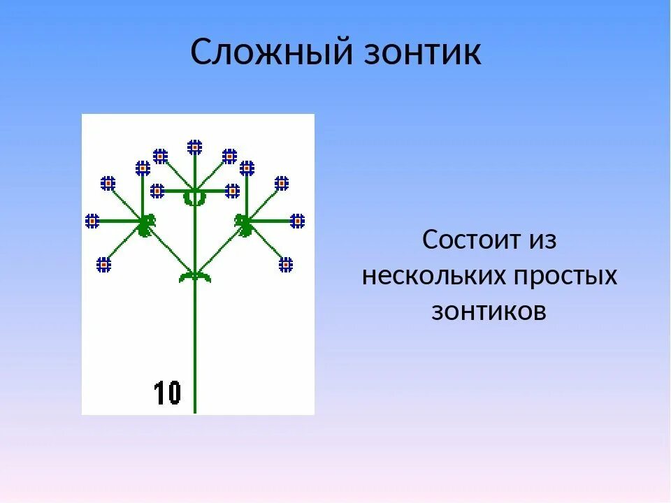 Характерные признаки соцветия зонтик. Сложный зонтик. соцветие сложный зонтик. схема соцветия сложный зонтик. соцветие простой зонтик.
