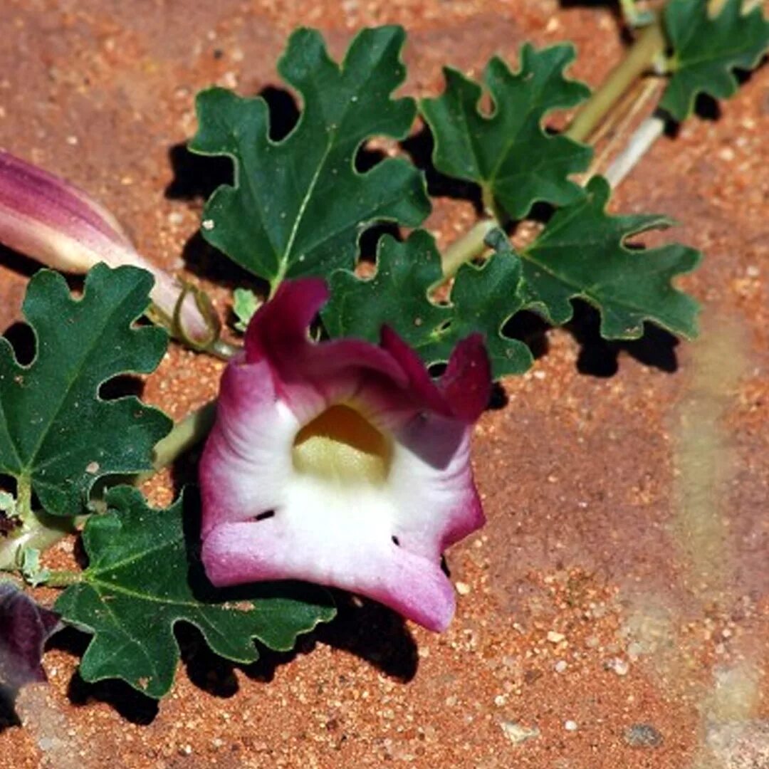 Мартиния душистая фото. Harpagophytum procumbens. Мартиния душистая. Мартиния душистая (Harpagophytum procumbens ). Коготь дьявола Мартиния.