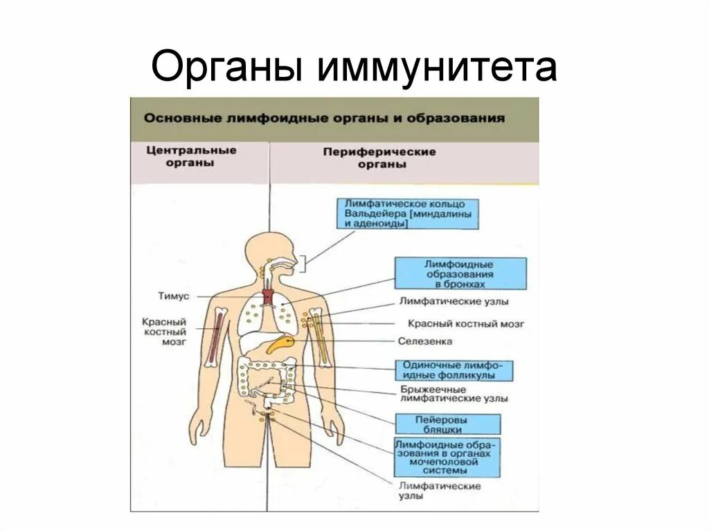 К периферическим иммунным органам относятся. Иммунная система человека. Центральные органы иммунной системы. Схема строения органов иммунной системы. Центральные и периферические органы иммунной системы схема. К первичным органам иммунной системы относятся.