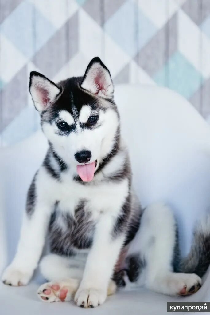 Sibirski layka. Хаски фото. Милая малышка хаски. Сибирские хаски в спб. Хаски гладкошерстные.