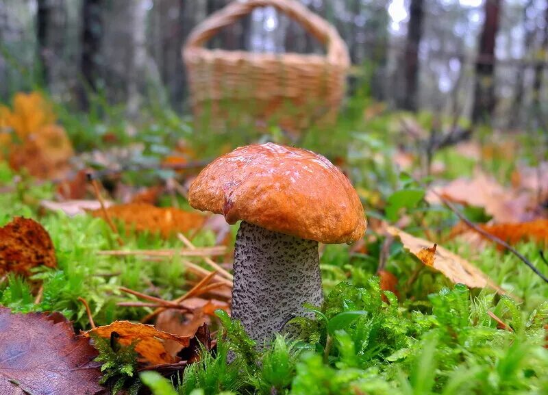 Летний грибной дождь. Грибы осень солнце. Грибы в лесу. Грибы в лесу летом. Осенние грибы.
