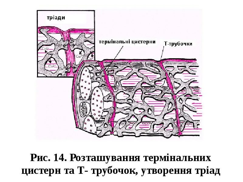 Цистерны саркоплазматического ретикулума. Саркоплазматический ретикулум мышечного волокна. терминальная цистерна саркоплазматического ретикулума. саркоплазматический ретикул. саркоплазматический ретикулум кардиомиоцитов.
