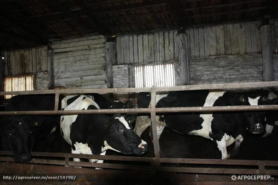 закупаем крс живым весом. бычки симменталы молодняк. порода коров голштино. закупаем крс. телка.