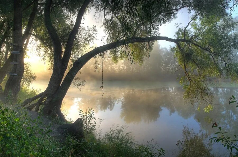 Ранним утром уходили. Ива на рассвете. Река и туман картина Ива. Река Ракита. Ива у реки туманным солнечным утром.