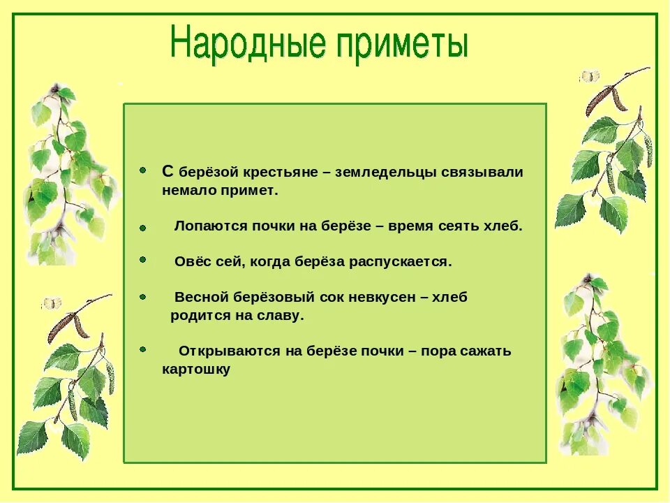 Почему березовый