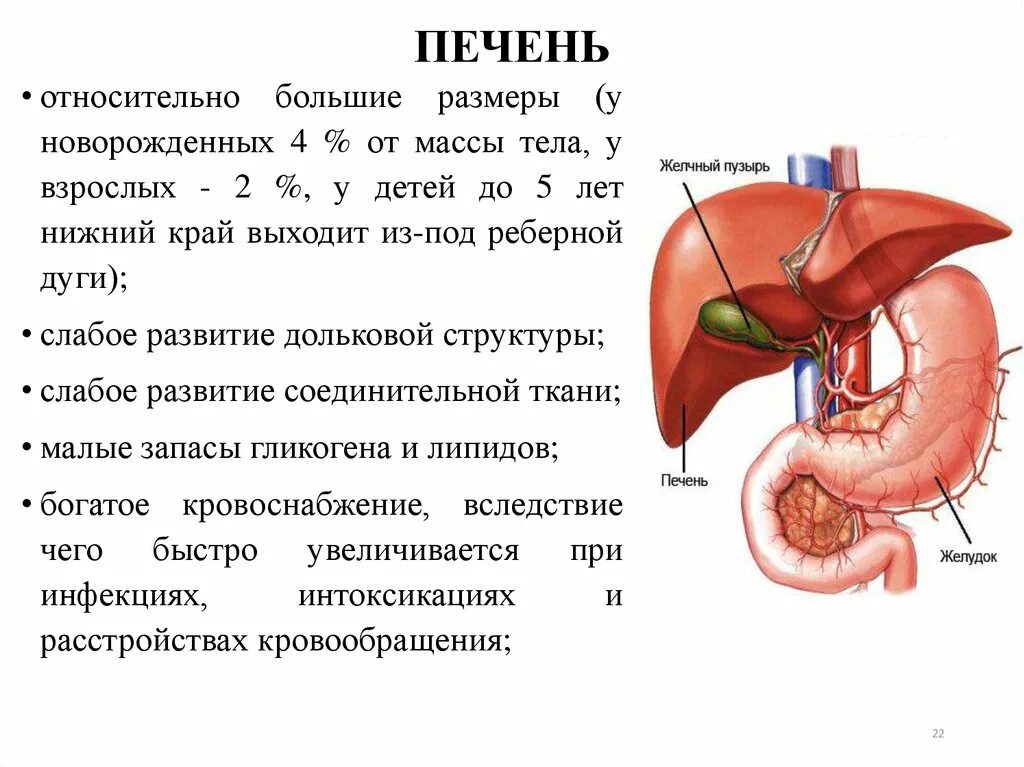 Печень и поджелудочная железа причины. Изменение. Печени поджелудочной железы.