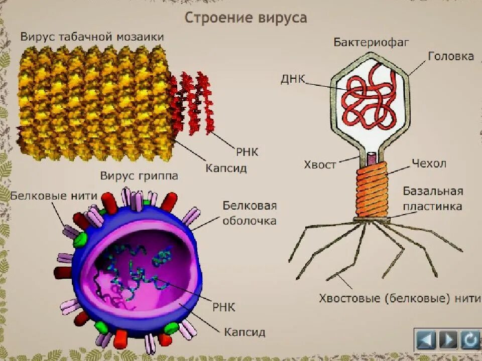 Внутреннее строение вируса. Строение вируса 5 класс. Строение вируса по биологии 5 класс. Вирус схема.