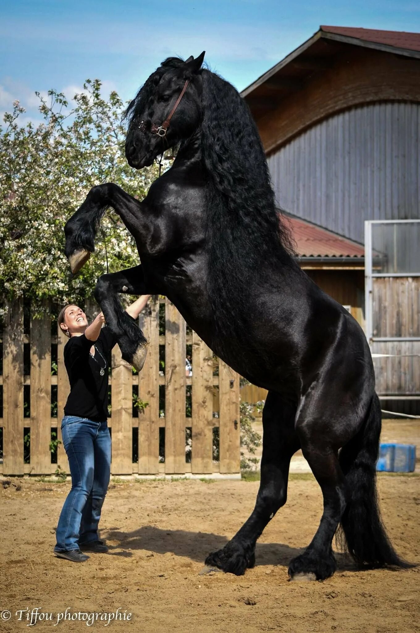 Бельгийский мерин биг джейк. Лошади тяжеловозы шайры. Самый большой конь тяжеловоз в мире. Конь гигант. Тяжеловоз шайр с человеком.