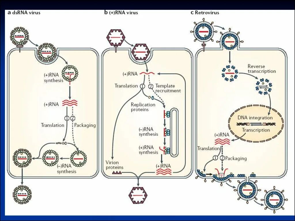 Репликация РНК вирусов. Репликация негативной РНК. Цикл РНК вируса. Жизненный цикл ДНК содержащих вирусов.