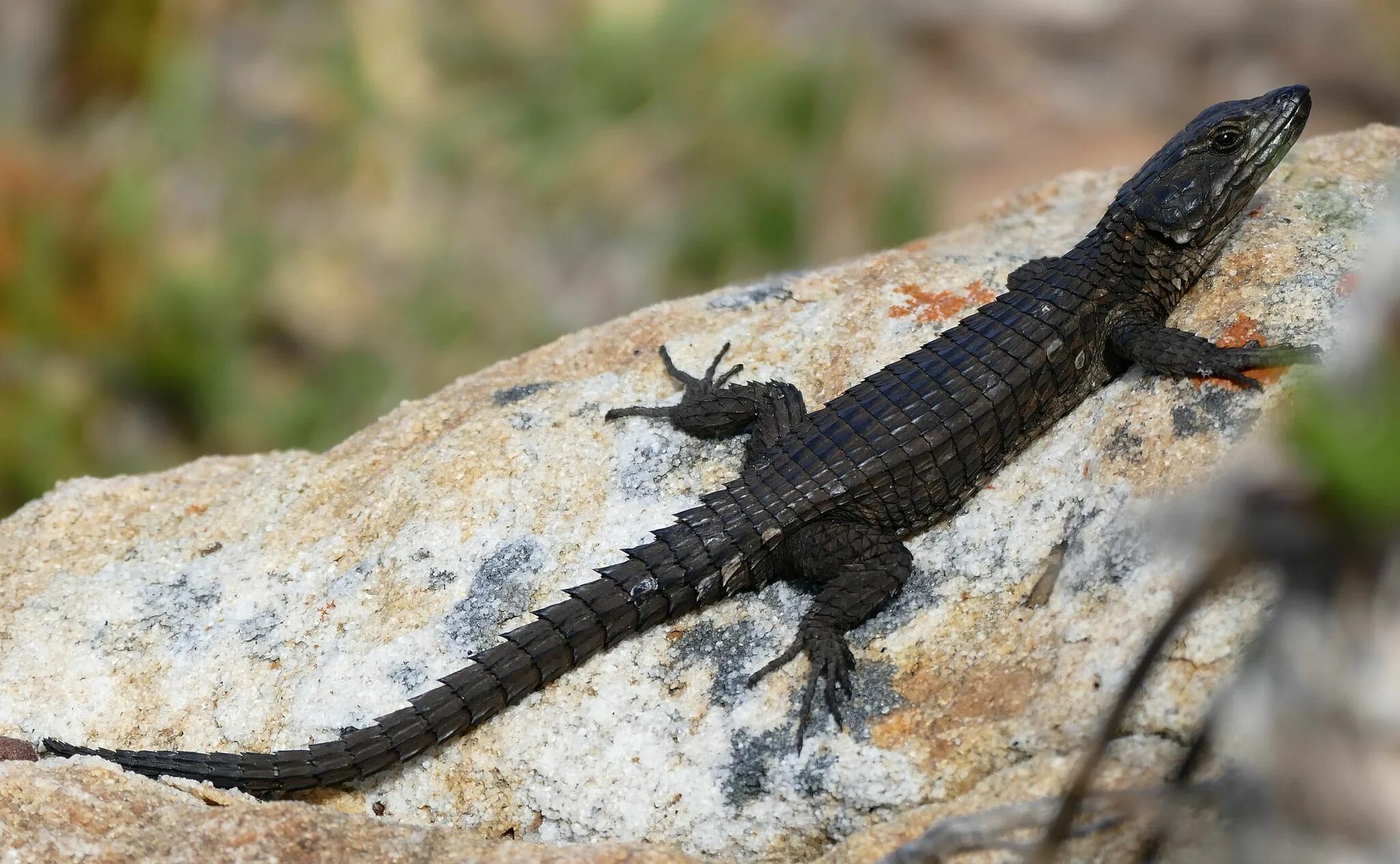 Черный поясохвост. Ящерица поясохвост. Cordylus Cordylus. Крокодиловый сцинк.