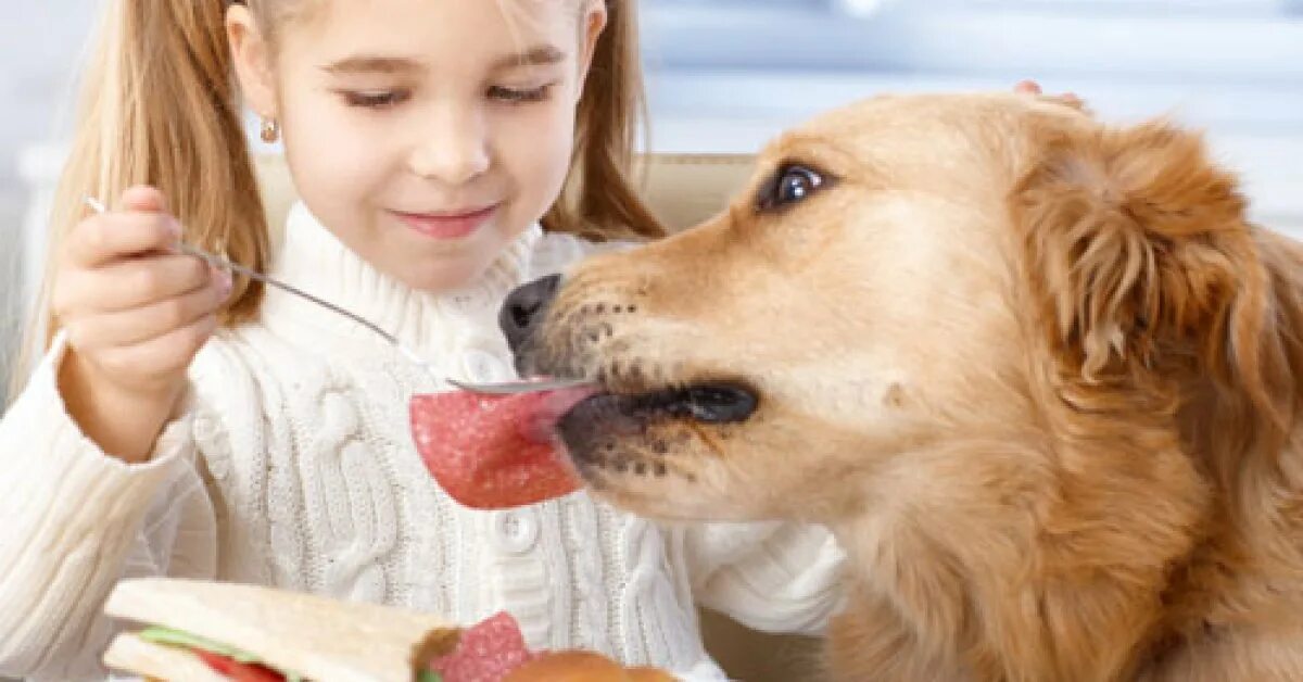 Кормил собак сонник. Человек кормит собаку. Девочка кормит собаку. Женщины вскармливают животных. Фото ребенок кормит собаку.