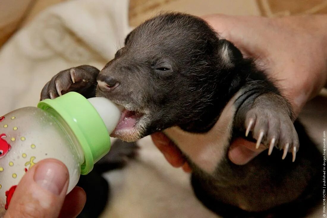 Медвежонок рождается весом. Новорожденный медвежонок. Новорожденный бурый медведь. Медвежонок рождается весом. Новорожденный бурый медвежонок.