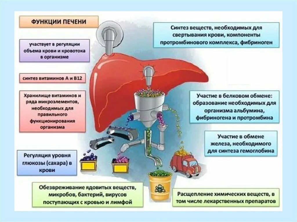 Вещества печени. Функции печени. Функции и роль печени. Функции печер. Функции печени таблица.