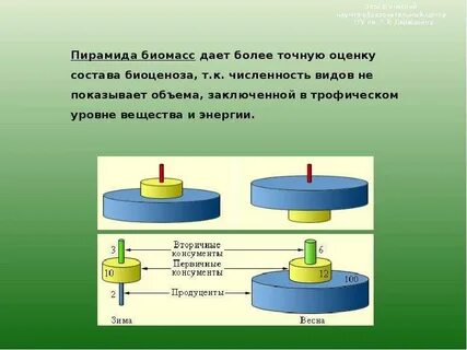Биомасса растений во много раз превышает биомассу