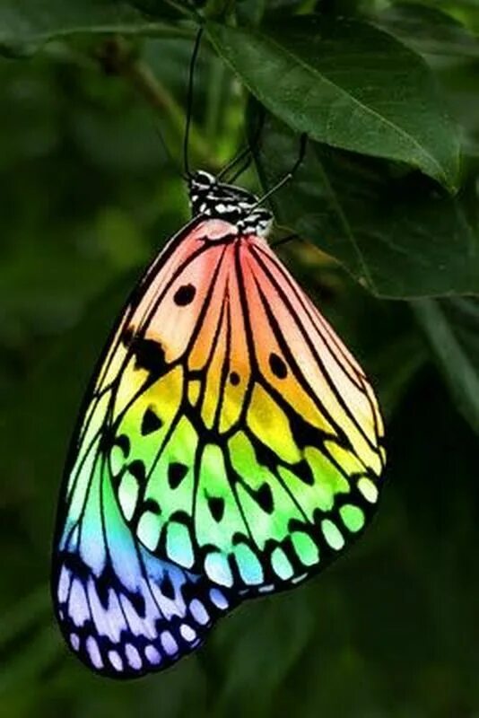 Покажи видео бабочек. Красивые бабочки. Радужные бабочки. Яркие бабочки. Разноцветные бабочки.
