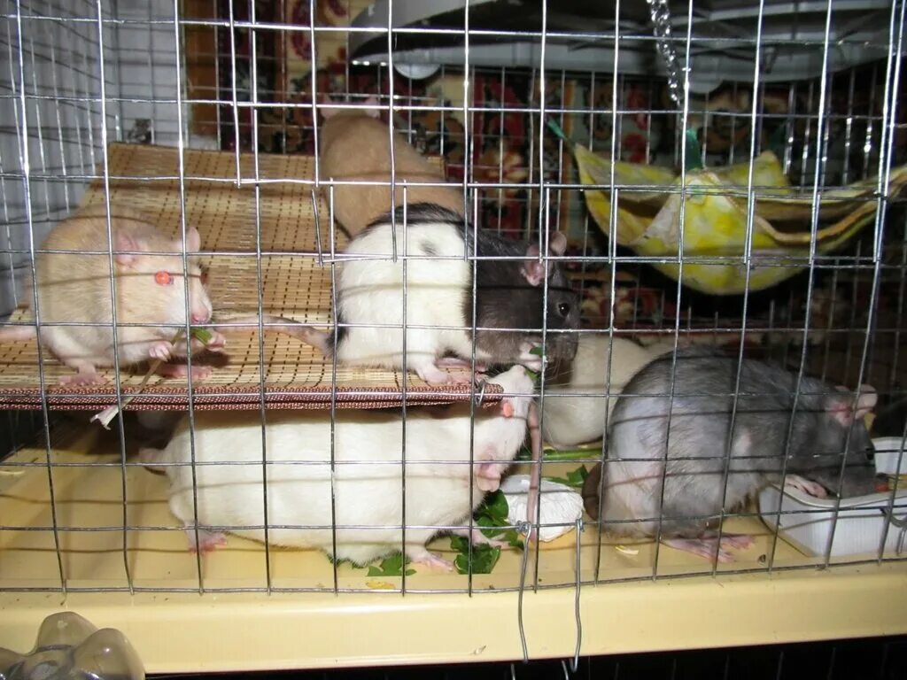 Домик для крысы дамбо. Условия содержания крыс. Условия содержания крыс. Идеальные условия для крыс декоративных. Декоративные крысы в домашних условиях.