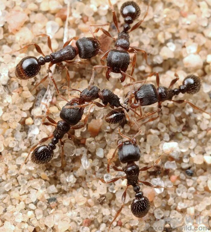 Название армейского муравья. Тетрамориум каеспитум. Муравьи тетрамориум. Стая муравьев. Муравей обыкновенный.
