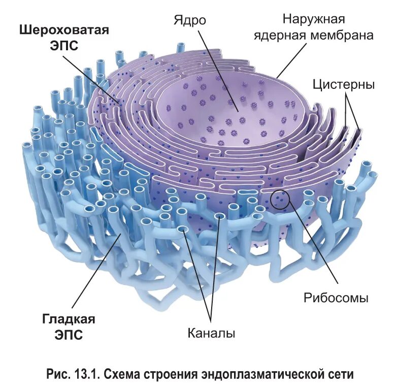 Шероховатая эпс синтез белков