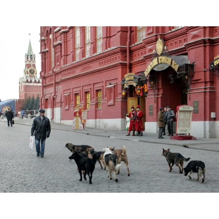 Где в москве можно с собаками. Бродячие собаки в Москве. Собака на красной площади. Бездомные собаки на красной площади. Собака в Москве на красной площади.
