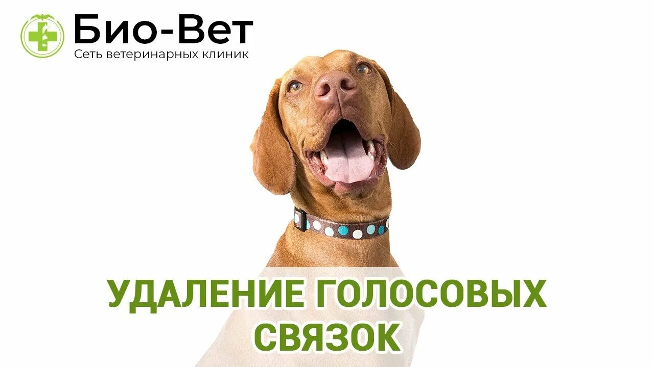 Интубация трахеи собаки. Голосовые связки у собак. Гортань собаки анатомия. Подрезание голосовых связок у собак. Удалить голосовые связки собаке.