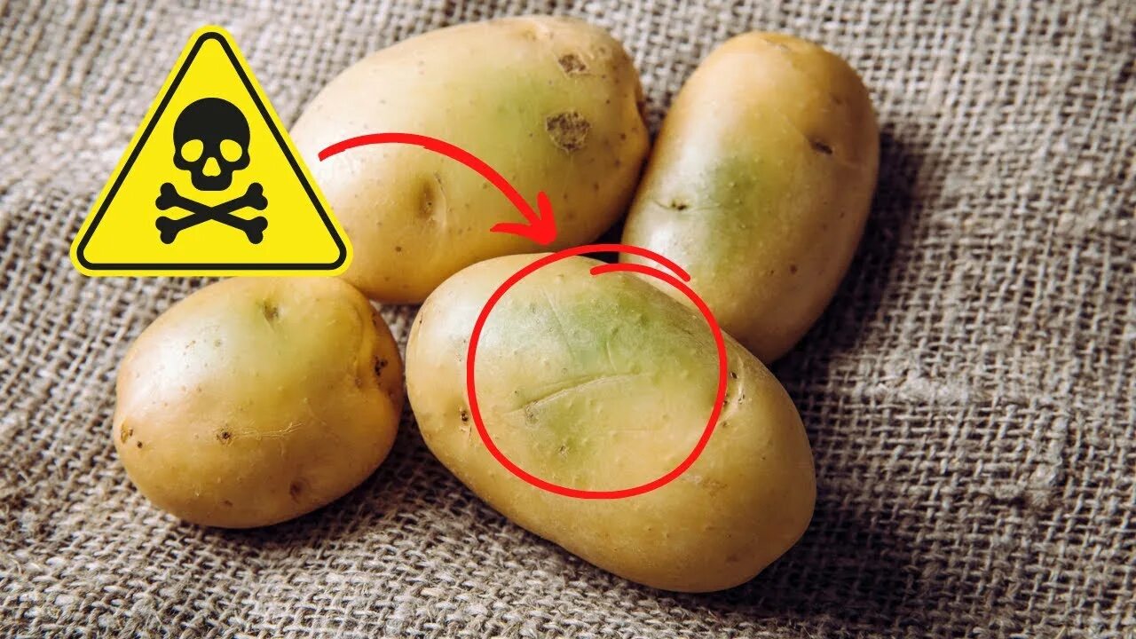 Poisonous potato update. Картофельный яд. Green Potatoes. Poison Potato. Bad Potato.