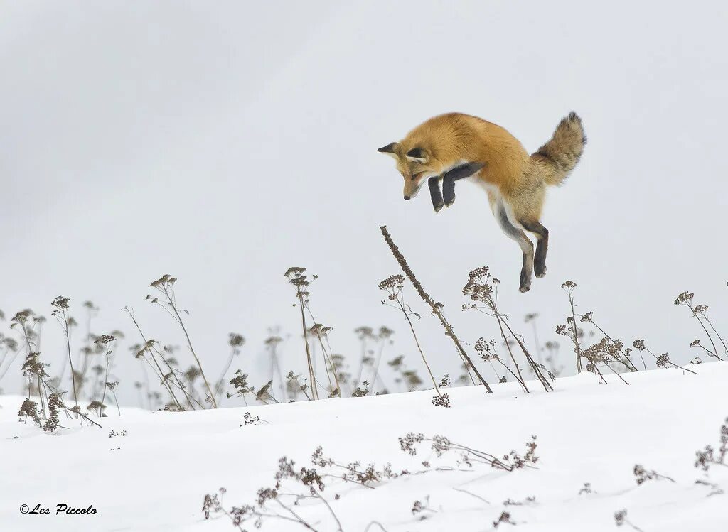 Лиса в прыжке. Лиса охотится. Лиса в снегу. Fox hunt