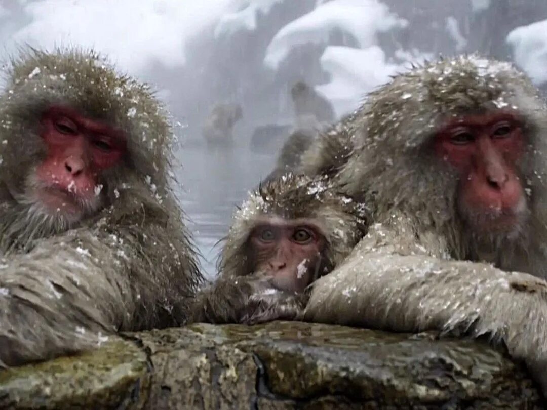 Планета мутантов. Планета мутантов документальный фильм. Планета мутантов сериал. Планета мутантов шри-ланка. Г.