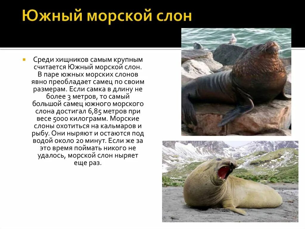 Южный морской слон где. Южный морской слон. Доклад о морском слоне.