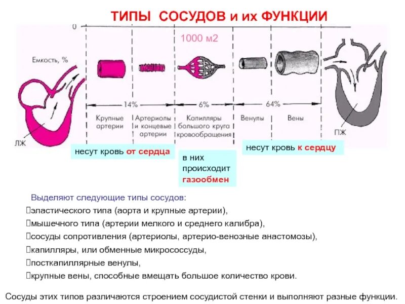 Артерии среднего калибра. Строение артерии среднего калибра. Типы сосудов. Строение и функции сосудов. Имеют однослойные стенки возвращают кровь к сердцу