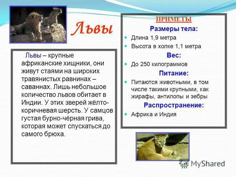 Лев 1 класс. Лев для презентации. описание льва. рассказ про льва. лев доклад 1 класс.