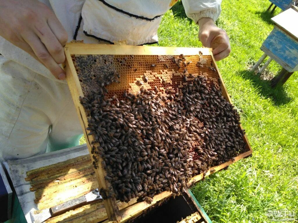 Купить пчелопакеты в воронежской области. Пчелопакеты. Пчелопакеты пчелы. Продаются пчелосемьи. Рамка для среднерусской пчелы.