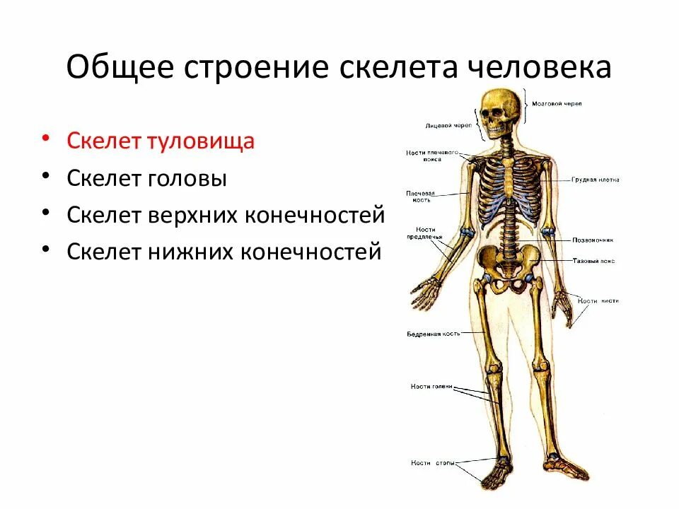 Выберите особенности строения скелета изображенного на рисунке. Туловище отделы скелета кости скелета. Костная система скелет туловища. Кости отдела скелета туловища. Строение человека кости скелета анатомия и физиология.