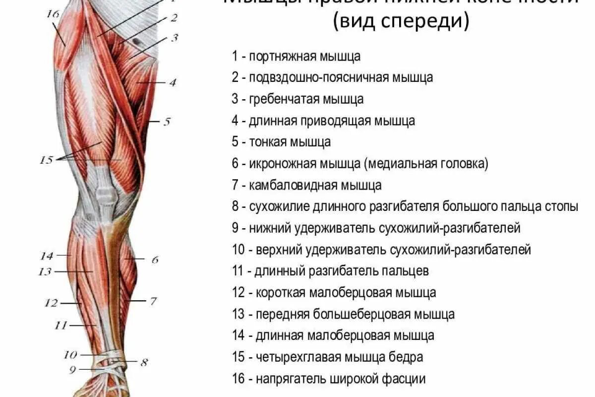 Мышцы нижней конечности анатомия спереди. Мышцы правой нижней конечности вид спереди. Место ниже бедра