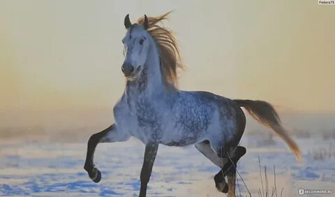 Орловский скакун 5