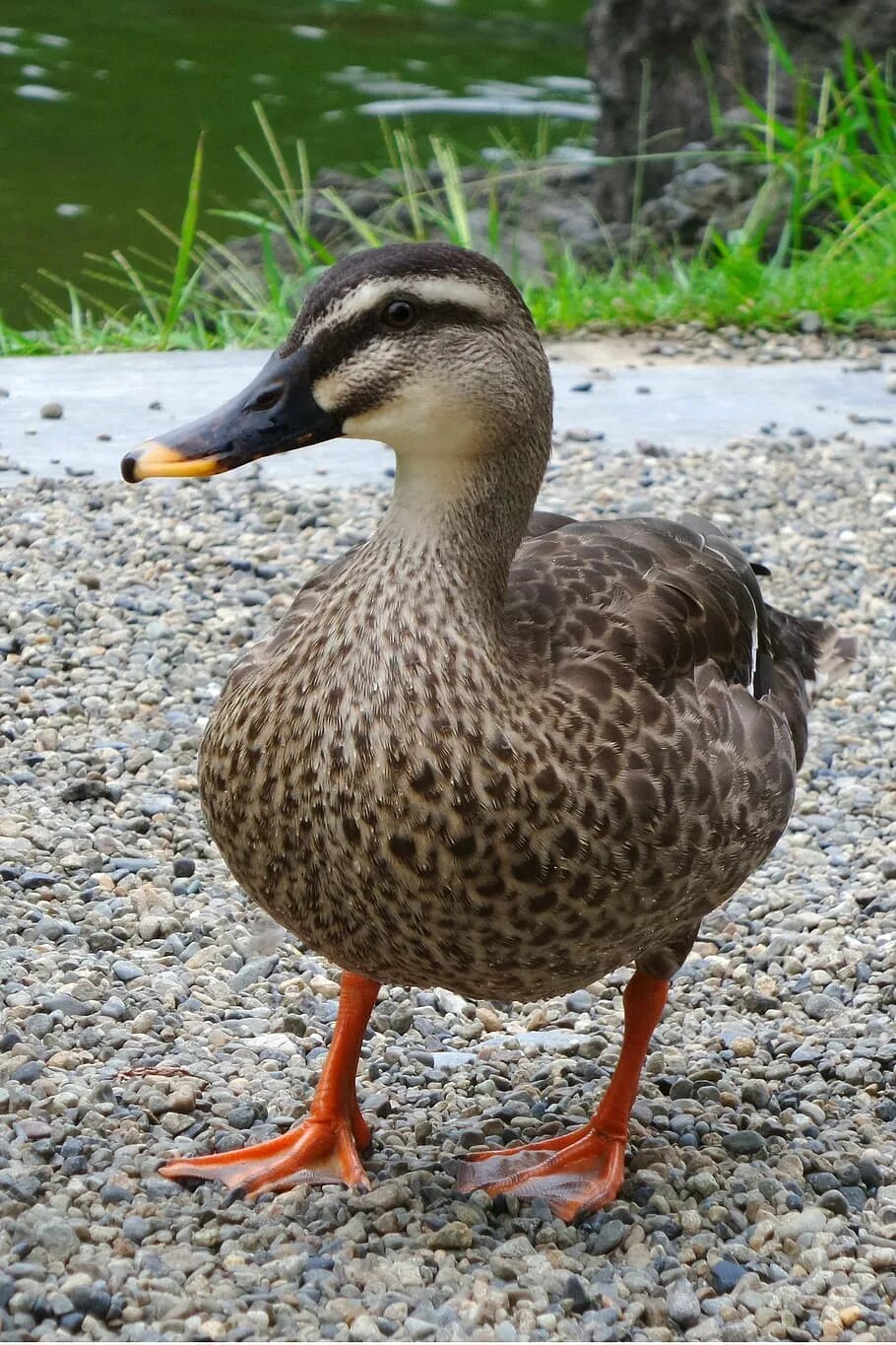 Duck bird