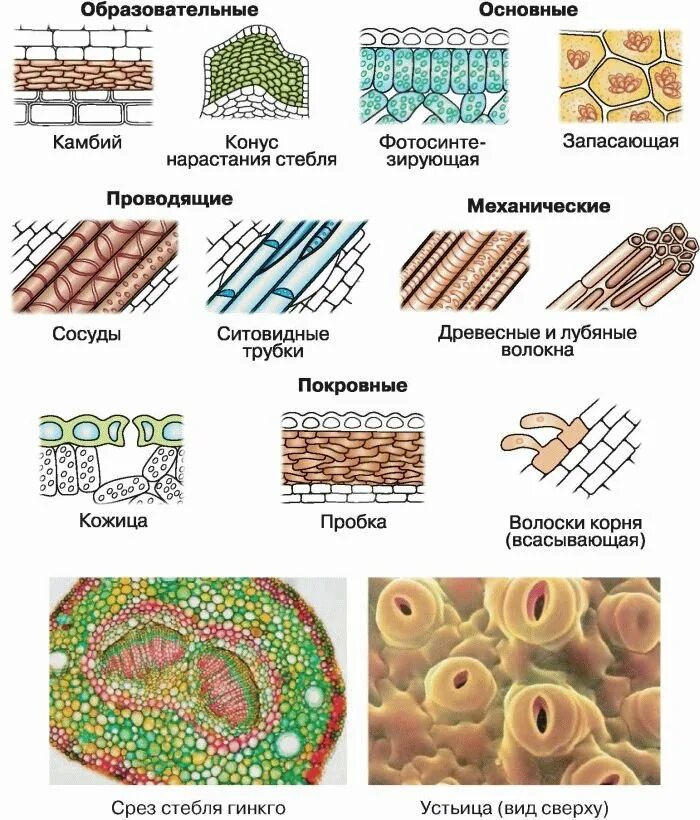 Строение растительных тканей 6 класс биология. Клеточное строение основной ткани растений. Схема растительной ткани биология. Типы тканей растений и их функции. Виды растительных тканей рисунки