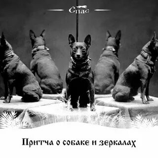 Притча про собаку