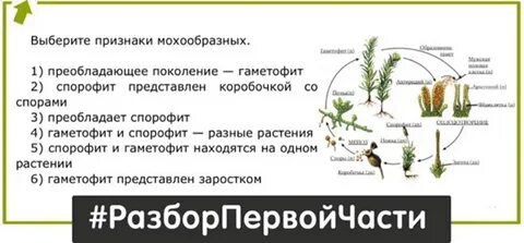 Что такое спорофит и гаметофит у мхов