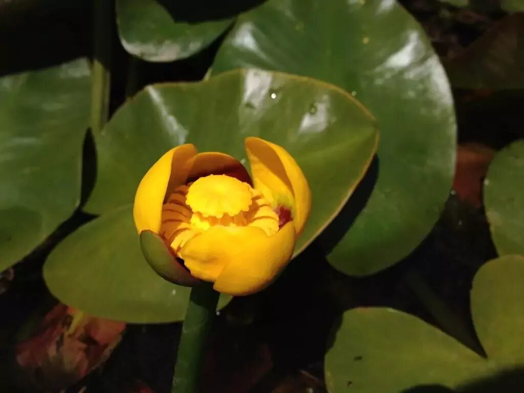Yellow Pond-lily Prefers Cyclic Flowers to Spiral Ones News IQ: Research and
