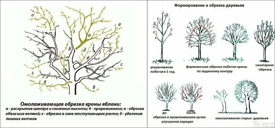 Когда весной можно обрезать плодовые. Схема обрезки яблони весной. Омолаживающая обрезка плодовых деревьев. Схема омолаживающей обрезки яблони. Весенняя обрезка плодовых деревьев.