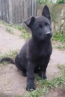 Черный щенок 3 месяца