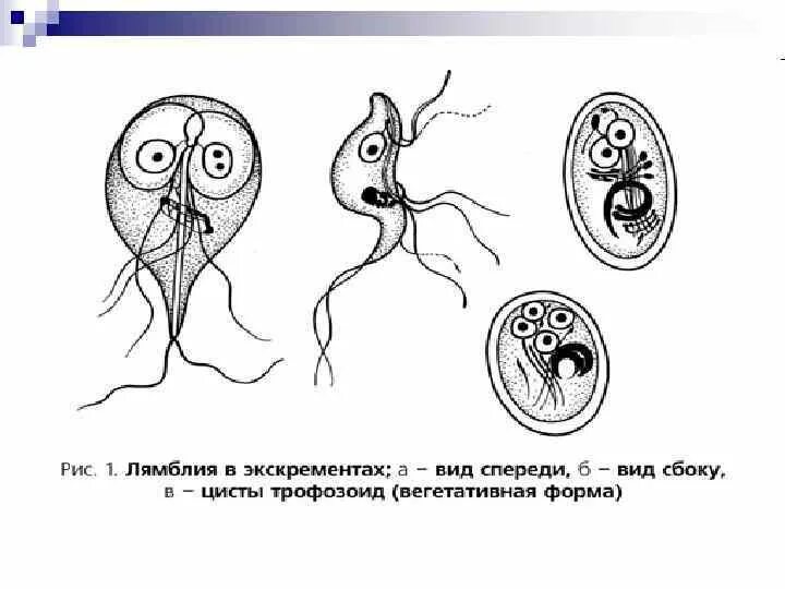 Жизненный цикл лямблии схема. Лямблия интестиналис строение. Лямблия интестиналис жизненный цикл. Гиардия лямблия.