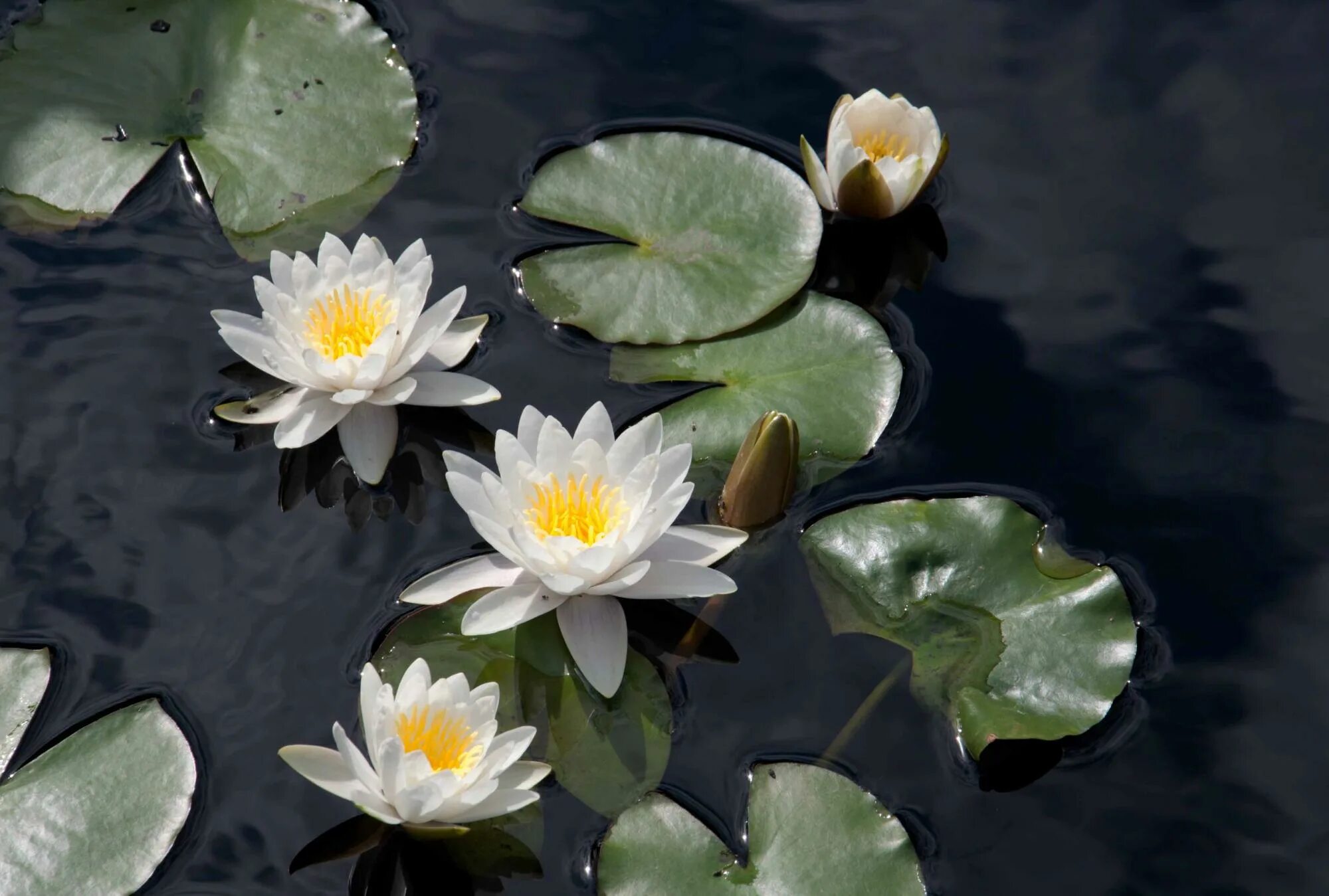 Нимфея фото. Кувшинка белоснежная Nymphaea Candida. Кувшинка белая Nymphaea Alba l.. Нимфея виргиналис. Кувшинка чисто-белая (Nymphaea Candida).