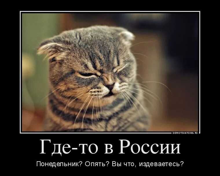 Кот опять. Невзирая на дождь. не взирую на дождь непогоду. стихотворение всё равно на работу приду. кот понедельник.
