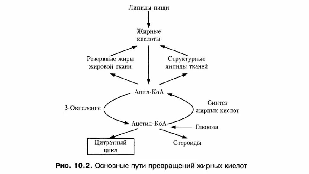 Схема метаболизма липидов биохимия. Обмен липидов биохимия схема. Обмен жиров схема биохимия. Схема липидного обмена биохимия.