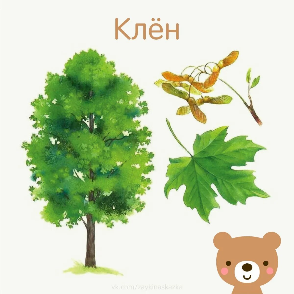 Деревья и их листья. Карточки с изображением деревьев. карточки деревья для детей. дерево для детского сада.