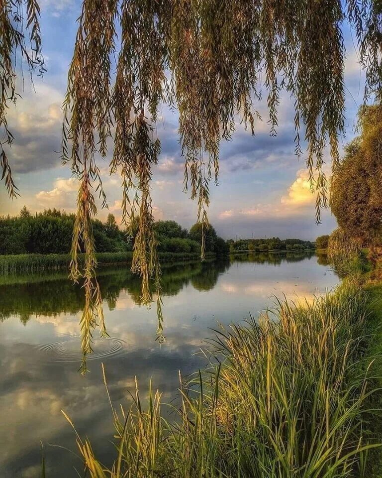 А лес напротив полнится жизнью